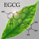 Green Tea and Nicotine Use