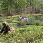 TUMSONG TEA ESTATE in India