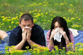 Tea and Allergies