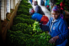 Africa Tea Creation