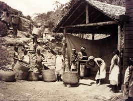 History of Darjeeling Tea