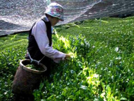 Shade-Grown Tea