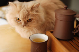 Drinking Tea in the Company of Cats Japans Cat Cafés 