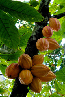 Cocoa Beans